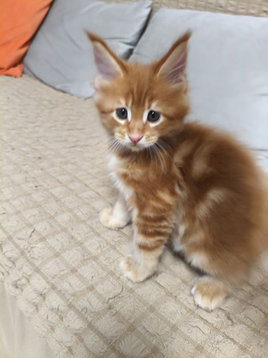 Продам котёнка Мейнкун