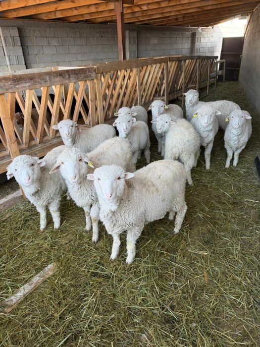 Меринос токтылар откормда