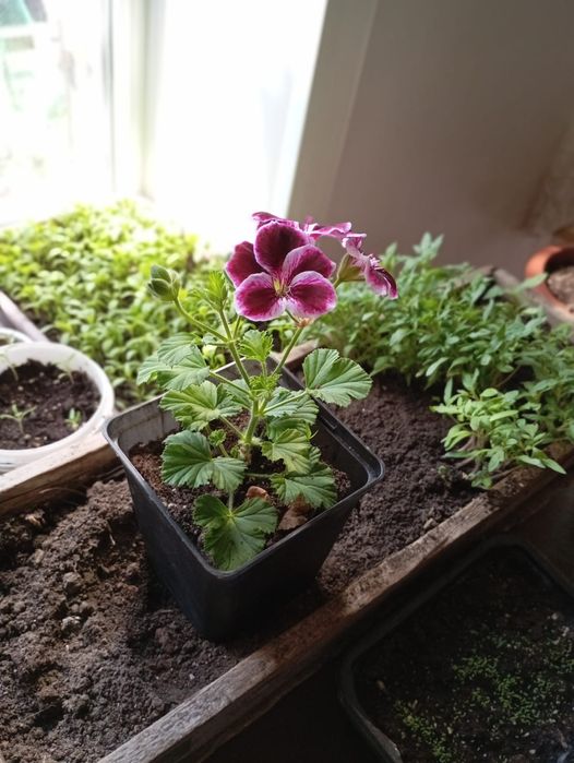 Продам молодую герань королевскую