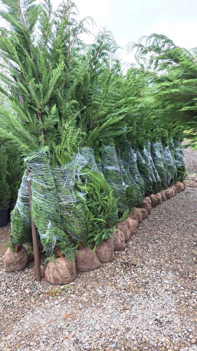 Leylandii Vesnic Verde pentru Curte si Gradina