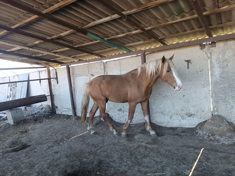 Продается жеребец БАРОН  5 лет