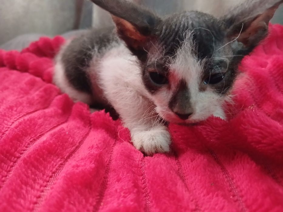 Продам котят сфинкс.  Браш.