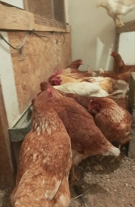 Продам курей ломан браун