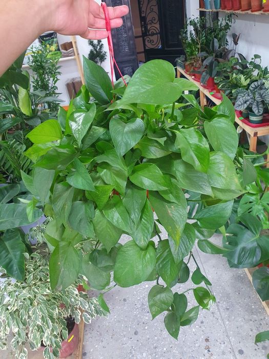 Stindapsus стендапсус