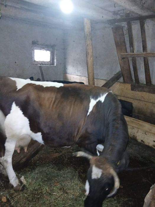 Vind vaca buna de lapte
