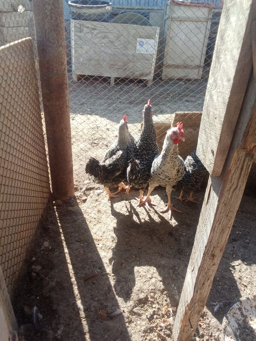 7 айлык атештер сатылады 4штук