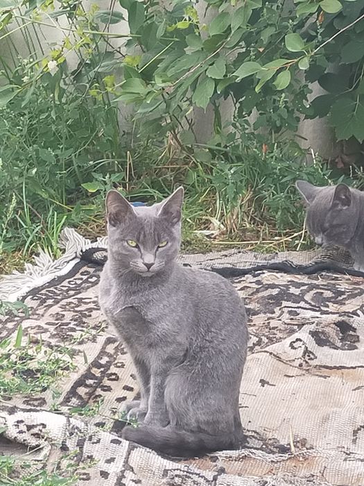 Котята отдам даром