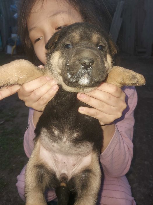 Отдам в хорошие руки