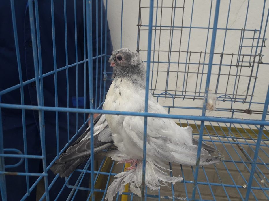 Продаются голуби