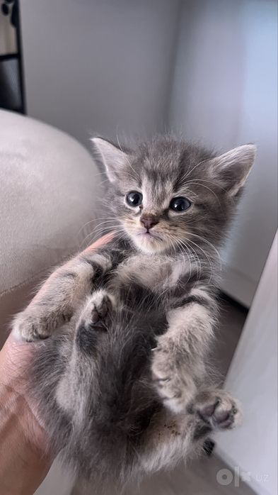 Продается котенок
