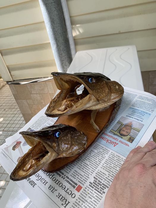 Препарирани глави от щука