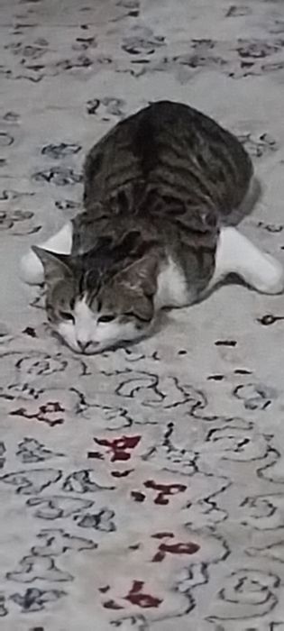 Бесплатно отдам кошку