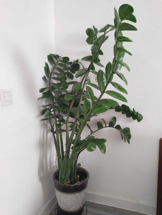 замиокулькас, денежное дерево, 135 см