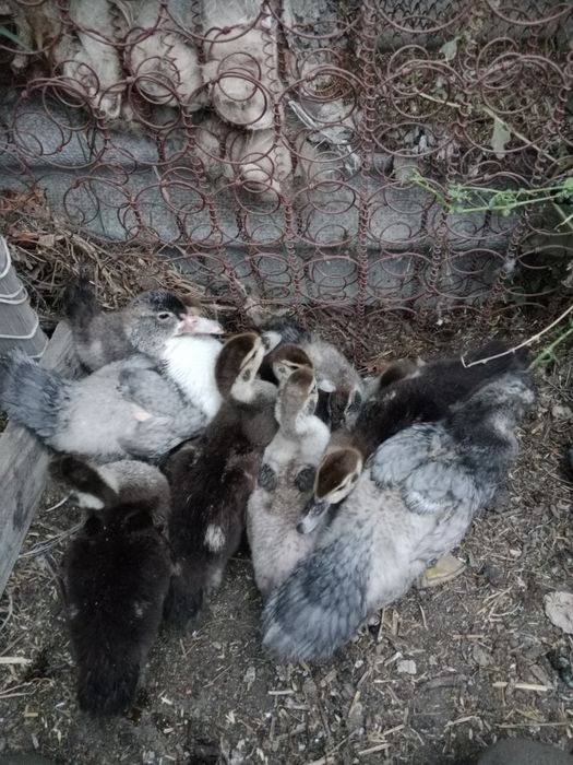 индаутки 1 августа родились