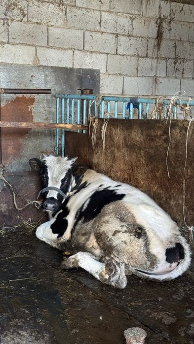 продам 10-ти месяцного быка