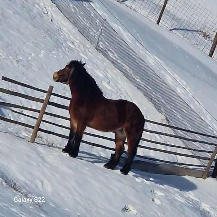 Iapă de 5 ani jumate.