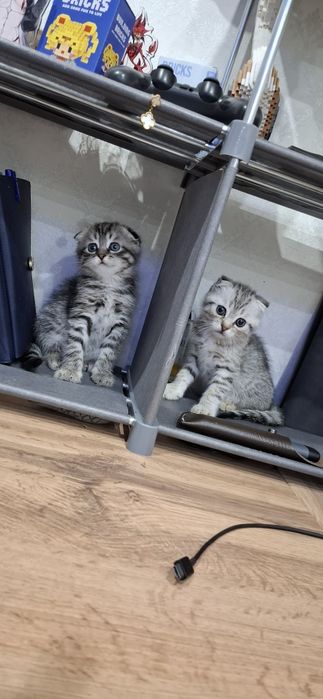 Шотландские котята вислоушки