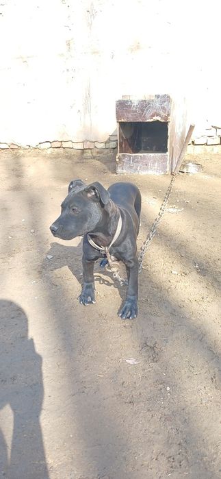 Питбуль чистокровный