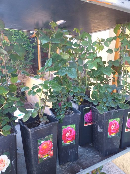 Vand trandafiri cataratori soi premiu diferite culori