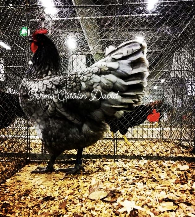 Oua incubatie Australorp Negru Albastru Splash
