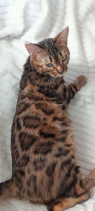 Продам бенгальского котенка кошечку