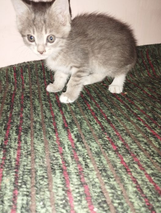 Lesbian HD porno bilan kunnilingus leggings