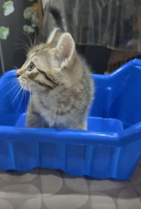 Отдадим котят в добрые руки