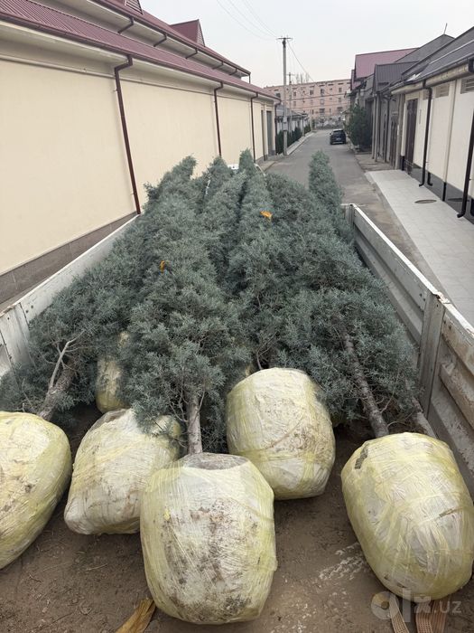Kiparis Arizonika Italiya Keparis Arizona Archa Dekorativ