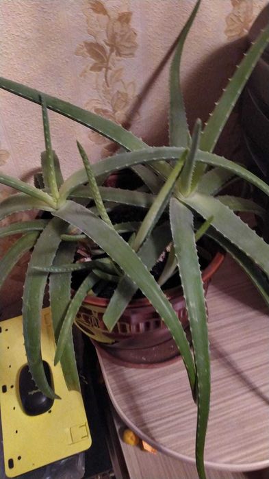 продам Алоэ Вера лечебный