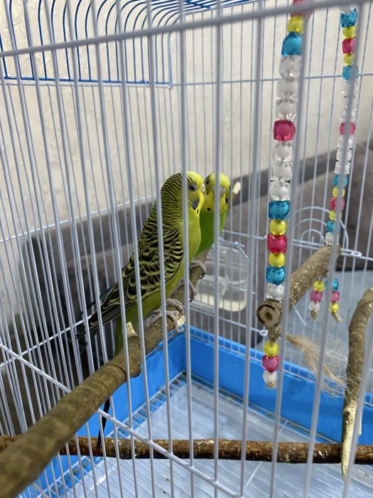 Продаются пара волнистых попугаев