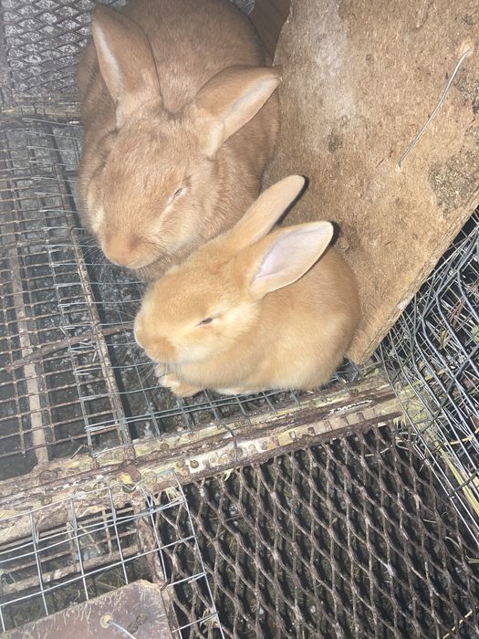 Кролики бургундской породы.