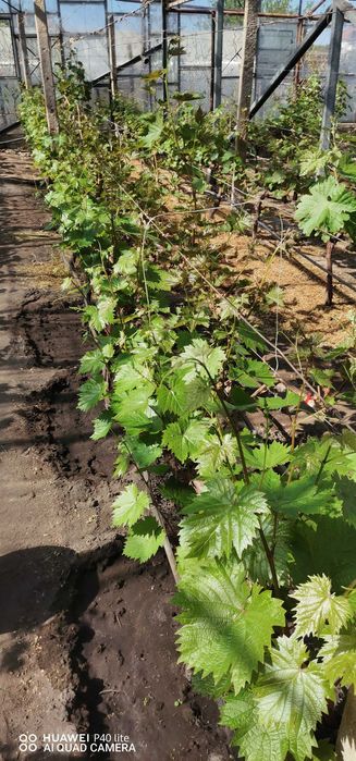 Собственик продава къща, цена 190000 евро.