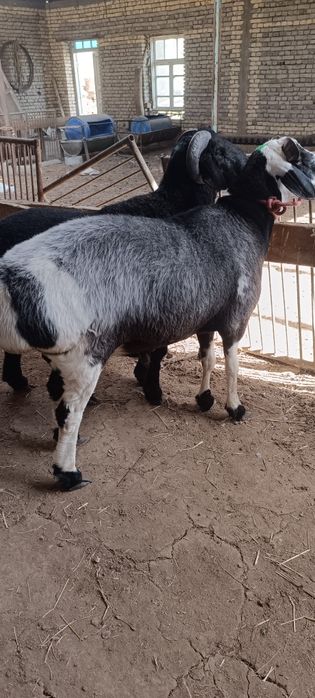 Buxoro Hisor qoʻchqorlari...