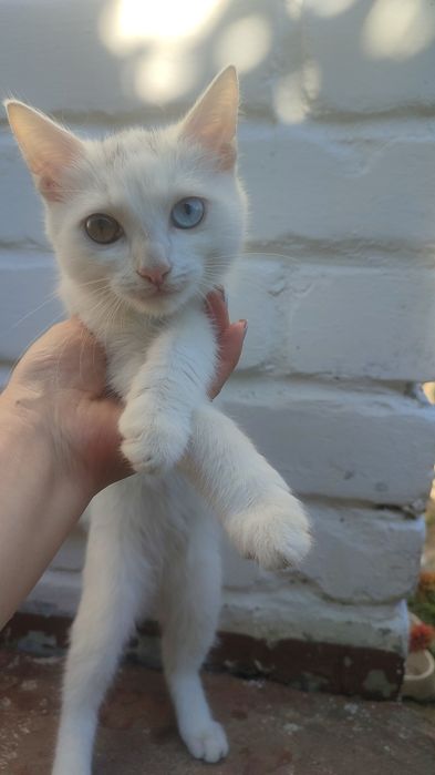 Отдам котенка в добрые руки