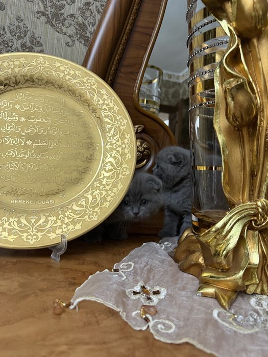 Mushuk Koshka Zottor