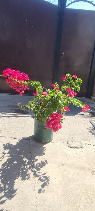 Продам цветок бугенвильи.