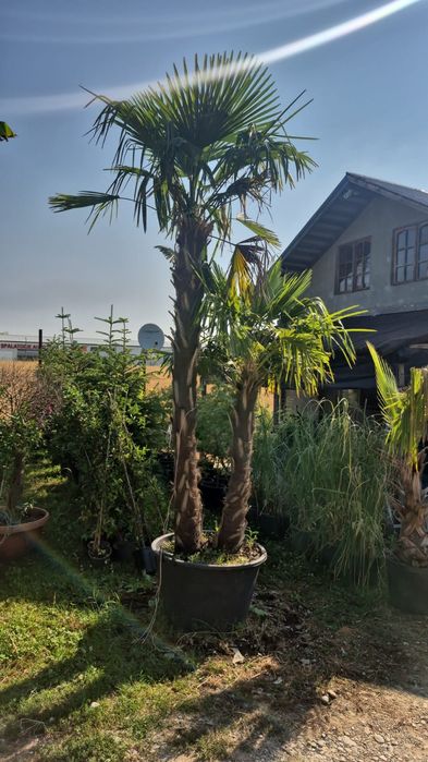 Plante ornamentale înălțimi mari