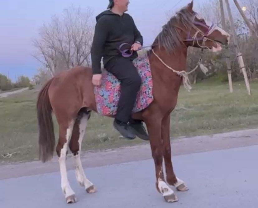 Байге тай сатылады