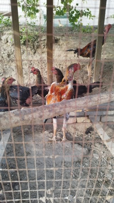 Дакан хуроз ёш 9 ойлик