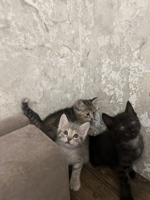 Котята в хорошие руки.