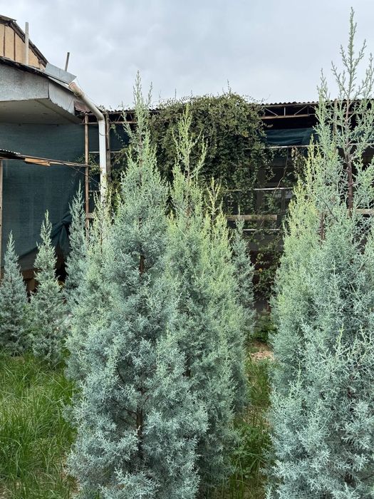 Kiparis Arizona archa голубой yel Arizonka giparis italiya