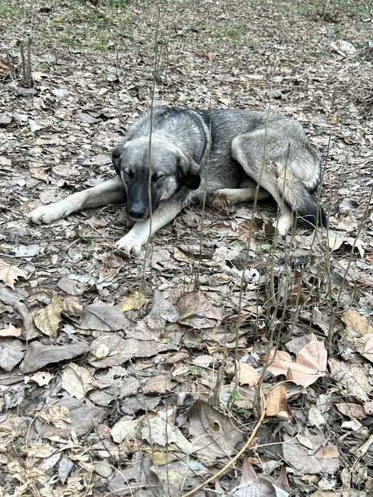 Собака ищет дом или передержку