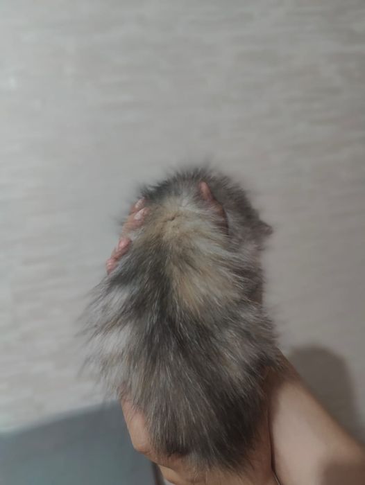 котенок девочка 2-3 месяца