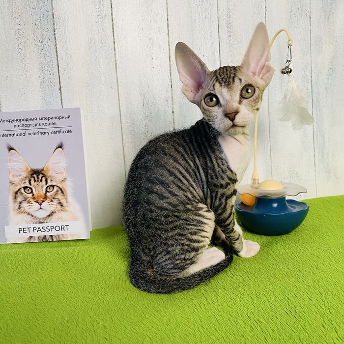 Новогоднее чудо Донской сфинкс