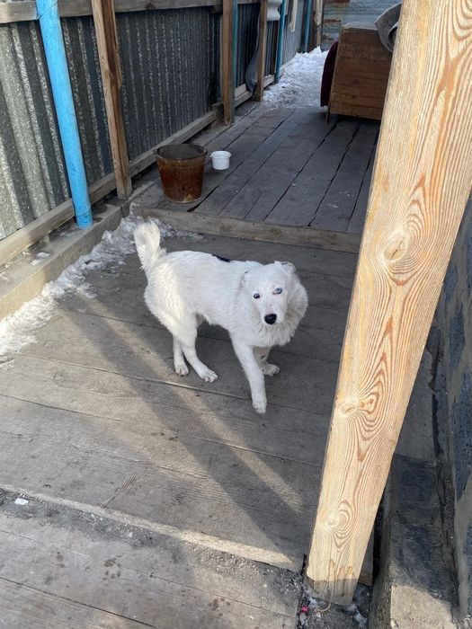 Щенки подростки 6 мес