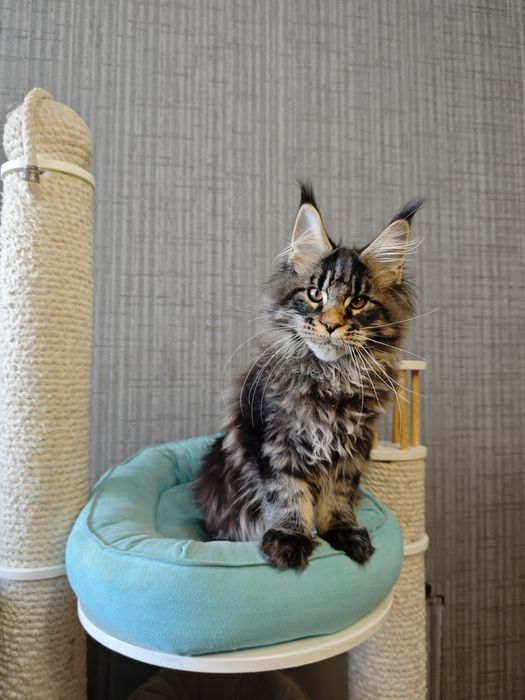 Котенок Мейн кун