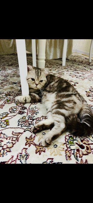 Продам добрый кот