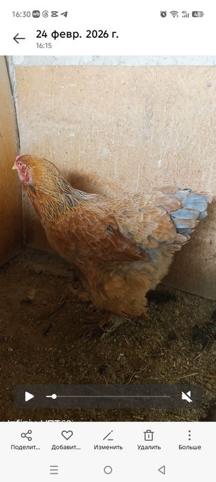 Tovuq sotiladi brama