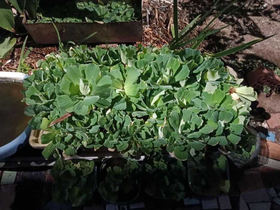 Аквариумные растения.  Пистия телорезовидная. Цена 5000 штука.2000 опт