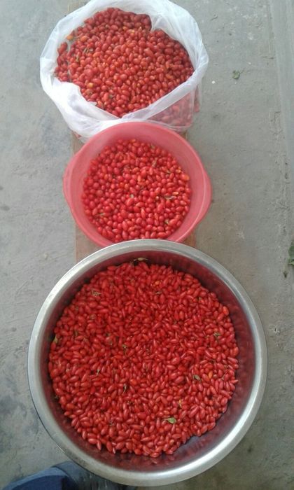 годжи (goji) кучатлари сотилади 15000 сумдан, 18000 сумгача келишамиз!